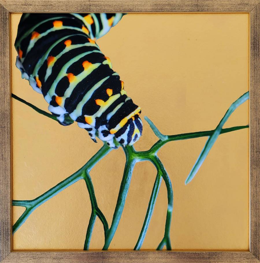 Chenille du Machaon